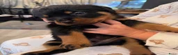 Rottweiler dogs for sale: KC Srb Rottweilers 19 champion winning bloodlines - Advert 30