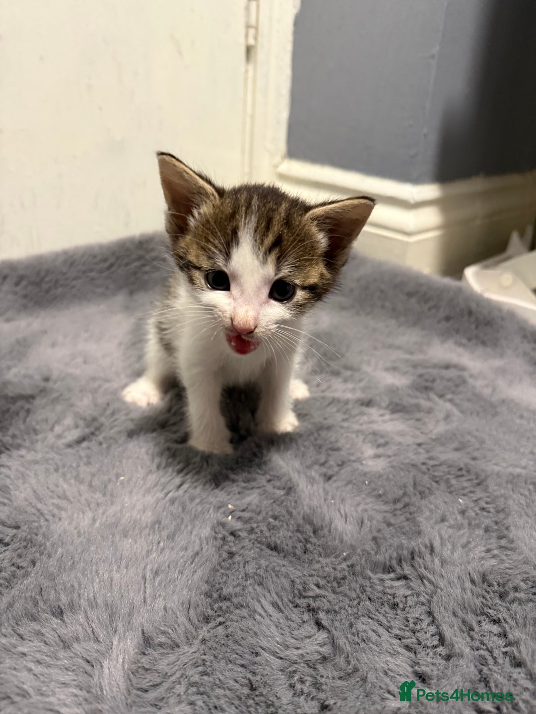 Mixed Breed cats for sale: Mixed kittens 4 males  - Image 13