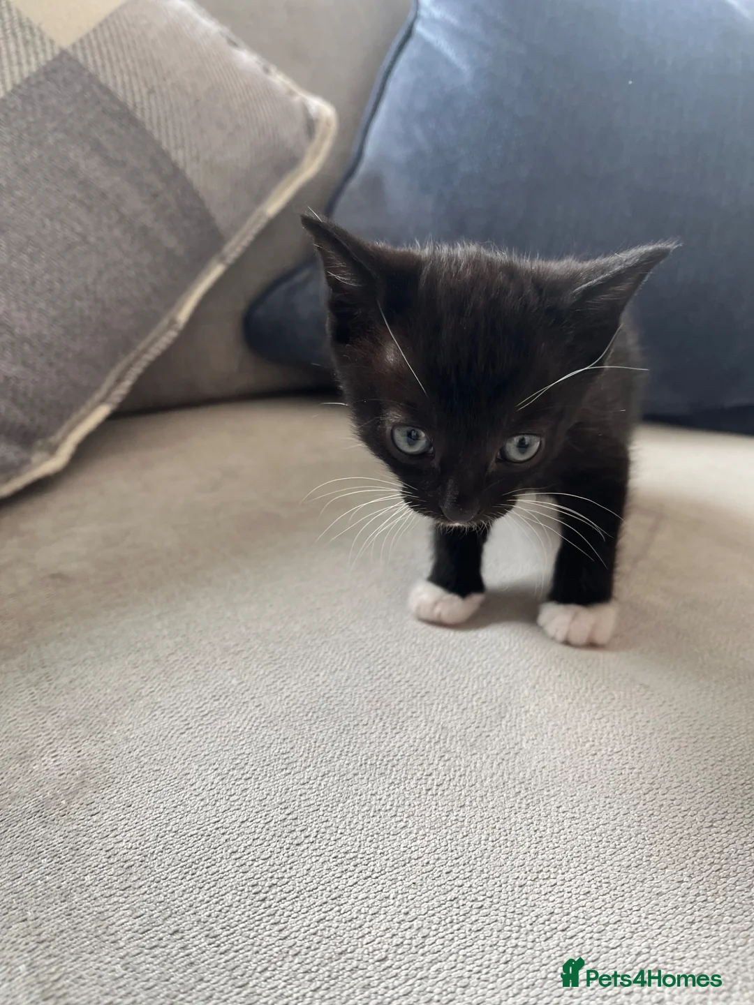 Domestic Shorthair cats for sale: 3 x Kittens - Advert 1
