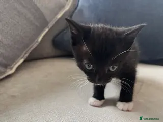 Domestic Shorthair cats 3 x Kittens - Advert 3