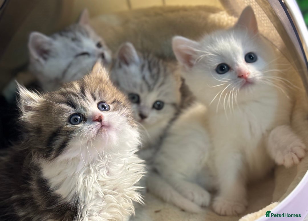 Munchkin cats for sale: Full Pedigree Munchkin Kittens  - Advert 32