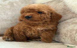 Miniature Poodle dogs for sale: 4 gorgeous miniature girl poodles - Advert 5