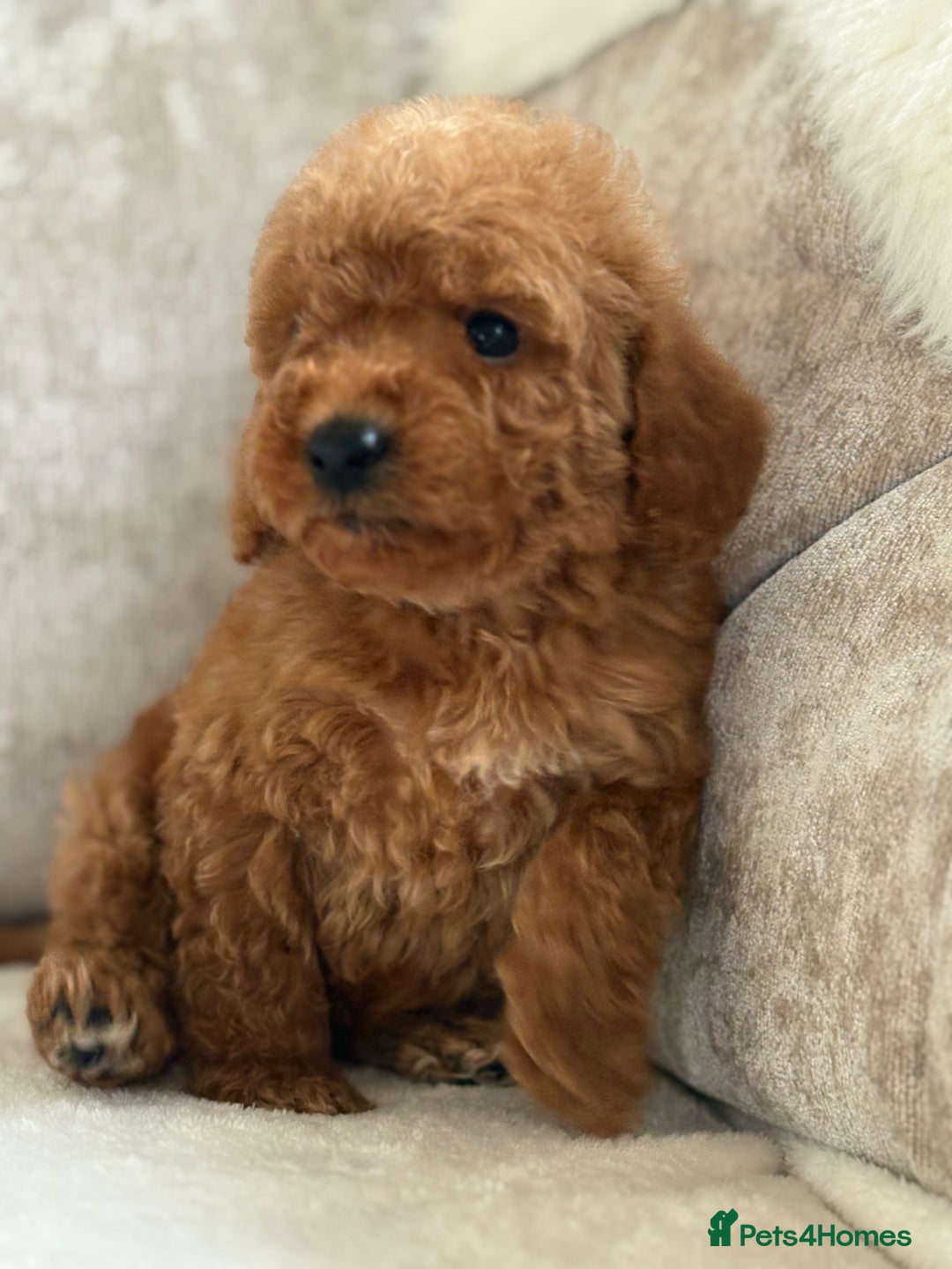 Miniature Poodle dogs for sale: 4 gorgeous miniature girl poodles - Advert 5