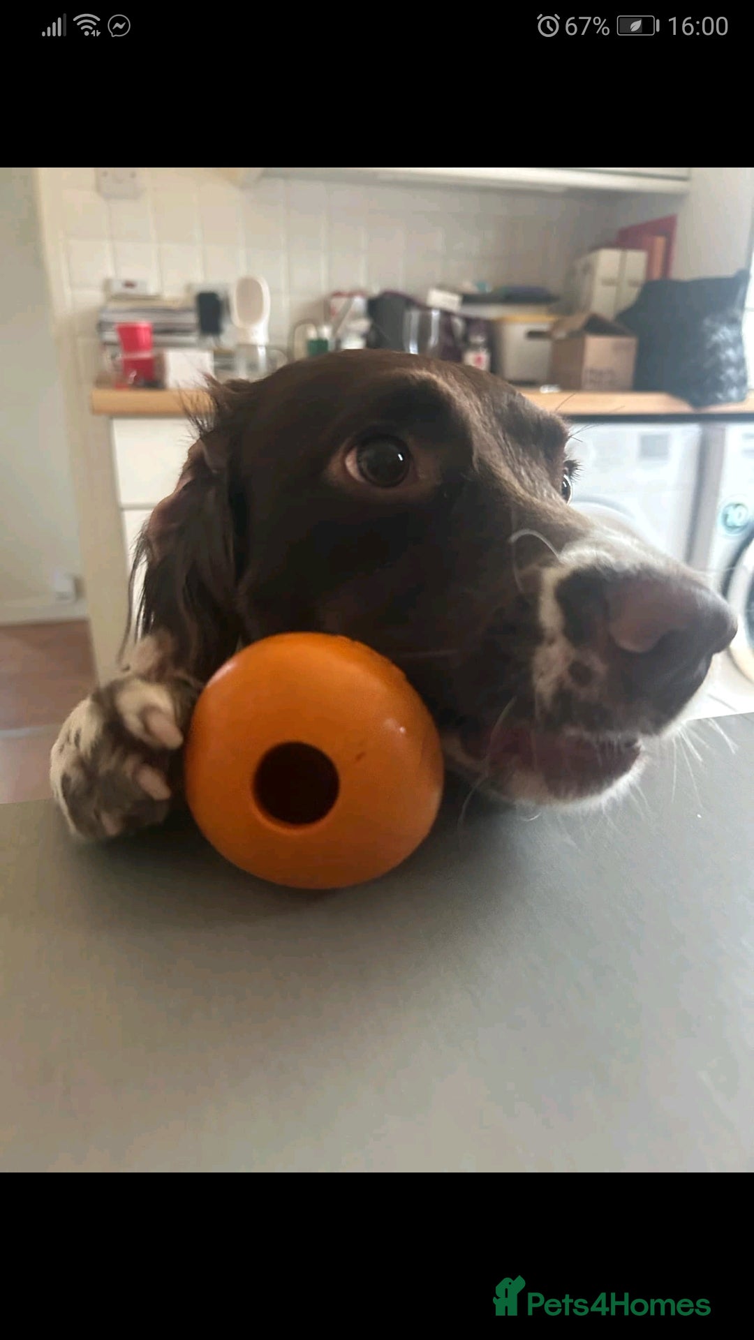 Sprocker dogs for sale: Adorable Chunky Sprocker Spaniel Pups - Image 11