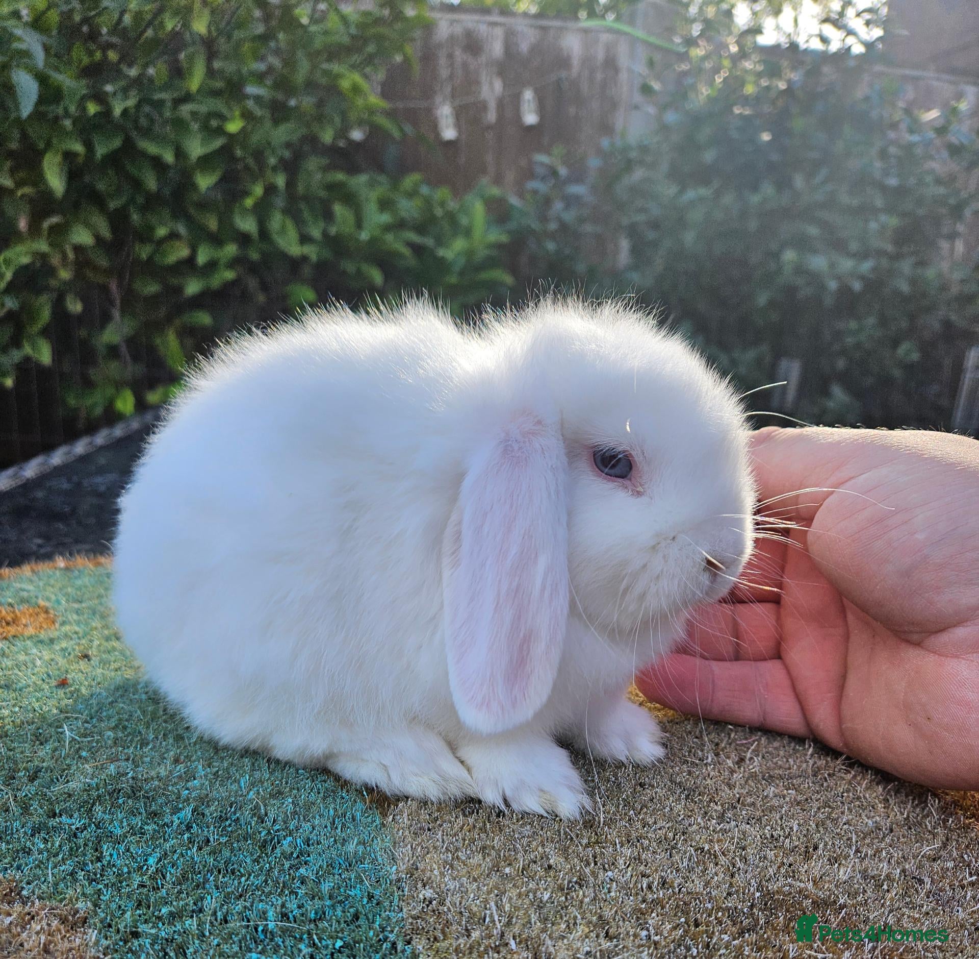 Mini Lop rabbits Baby mini lop rabbits 2f & 2 males  - Advert 22