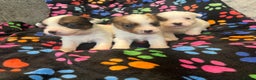 Jack Russell dogs for sale: Stunning jack Russel pups  - Advert 9