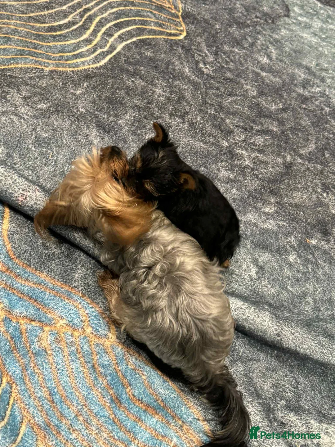 Yorkshire Terrier dogs for sale: yorkshire terrier and baby boy - Advert 8