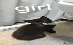 Mixed Breed cats for sale: We sell wonderful kittens  - Image 5