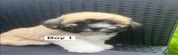 Malshi dogs for sale: Beautiful Malshi puppies - Advert 4