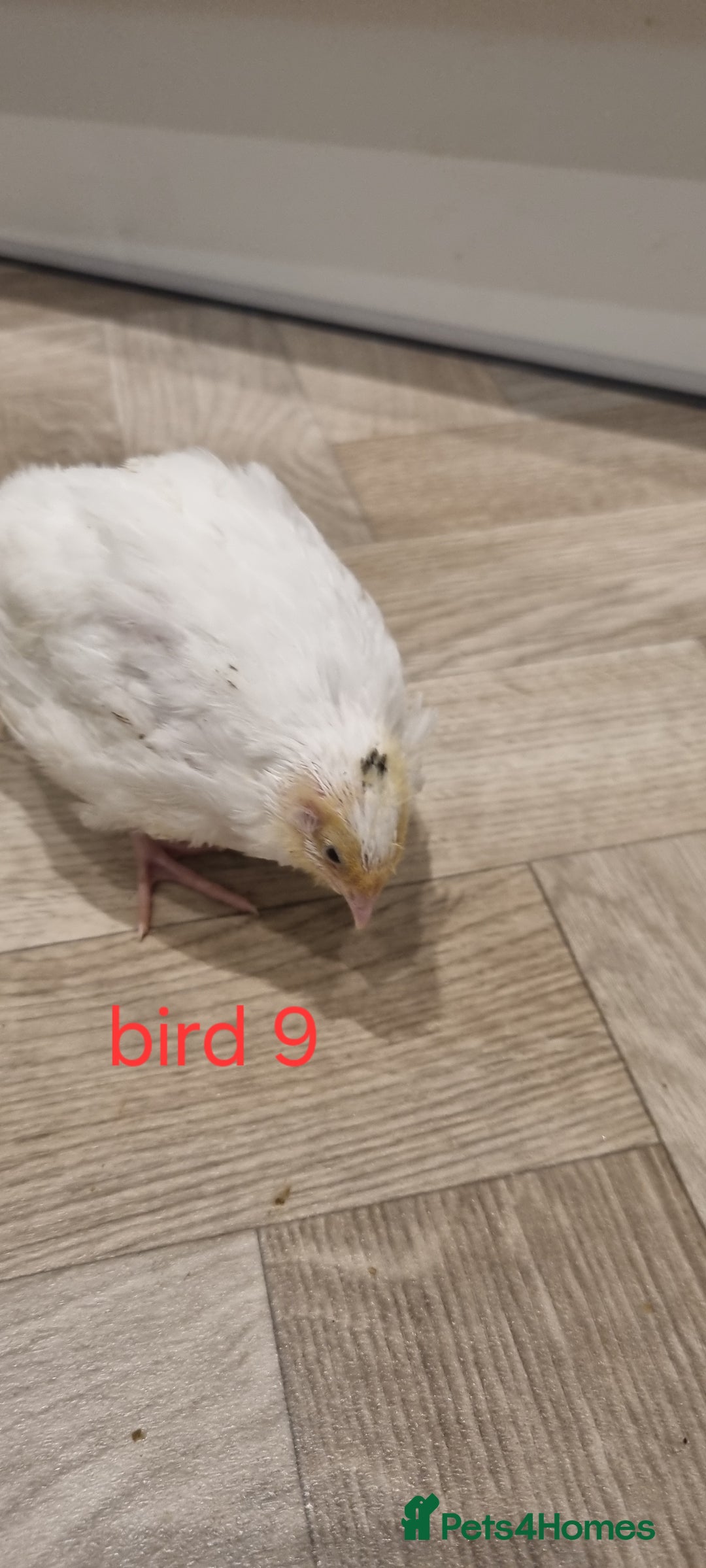 Quail poultry for sale: Coturnix quail three week old (not sexed)  - Image 18