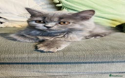 Scottish Fold cats for sale: Reduced blue straight boy & girl last one  ❤️ in Derby - Image 7
