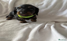 Miniature Dachshund dogs for sale: Pedigree Miniature Long haired Dachshund - Image 6