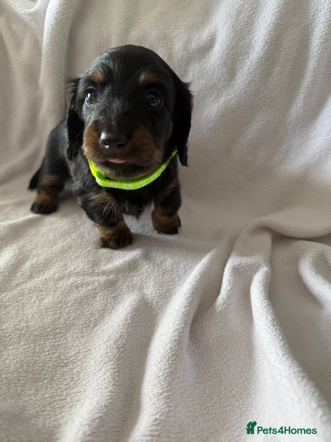 Miniature Dachshund dogs for sale: Pedigree Miniature Long haired Dachshund - Image 6