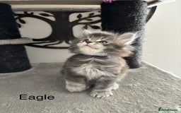 Maine Coon cats for sale: Stunning poly/non poly Maine coin kittens - Image 3