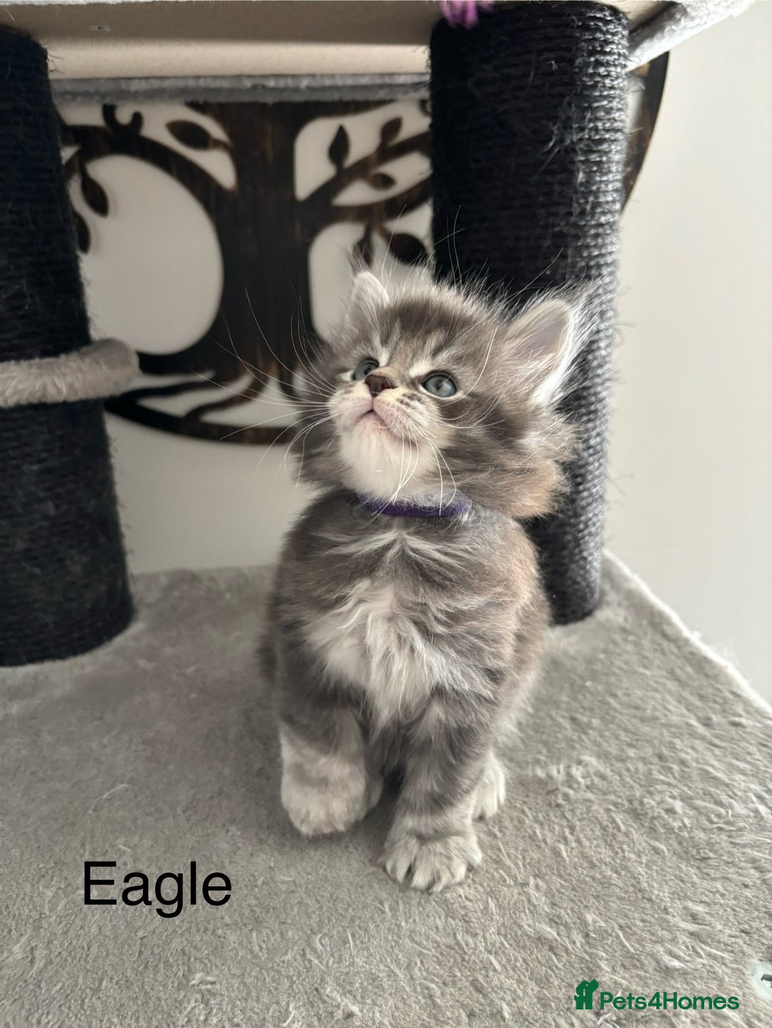 Maine Coon cats for sale: Stunning poly/non poly Maine coin kittens - Image 3