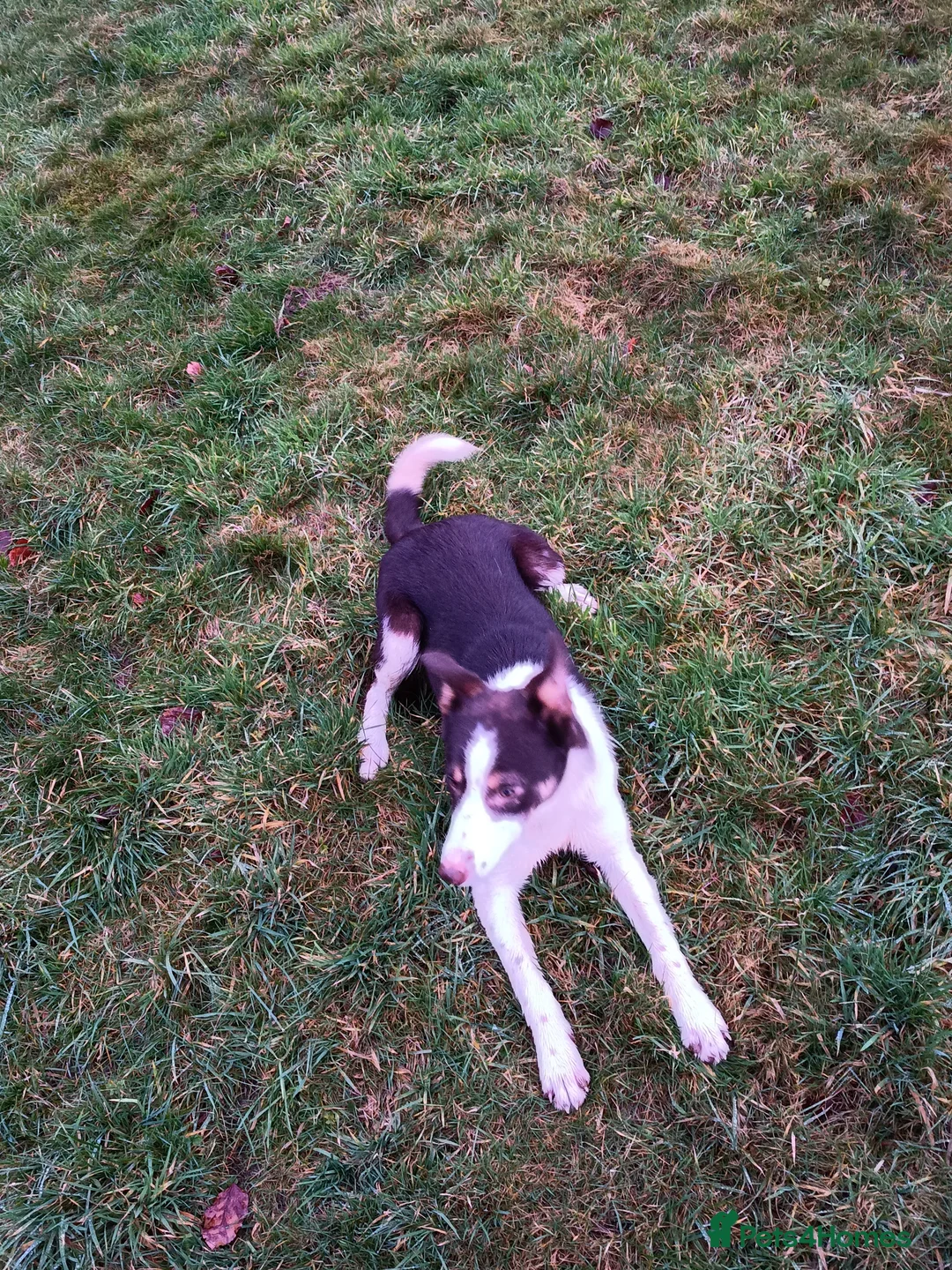 Border Collie dogs for sale: ISDS Registered Red Bitch Pup - Advert 4