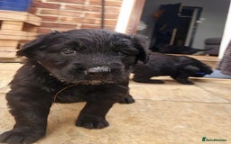 Mixed Breed dogs for sale: ✨ Gorgeous Black Golden Shepherd Puppies  - Image 8