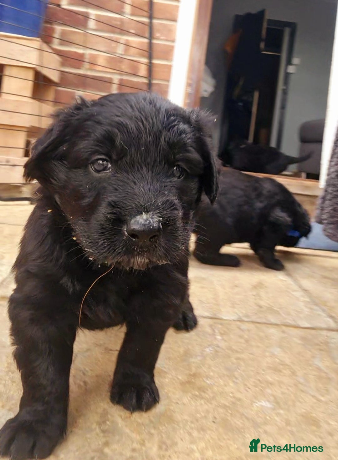 Mixed Breed dogs for sale: ✨ Gorgeous Black Golden Shepherd Puppies  - Image 8