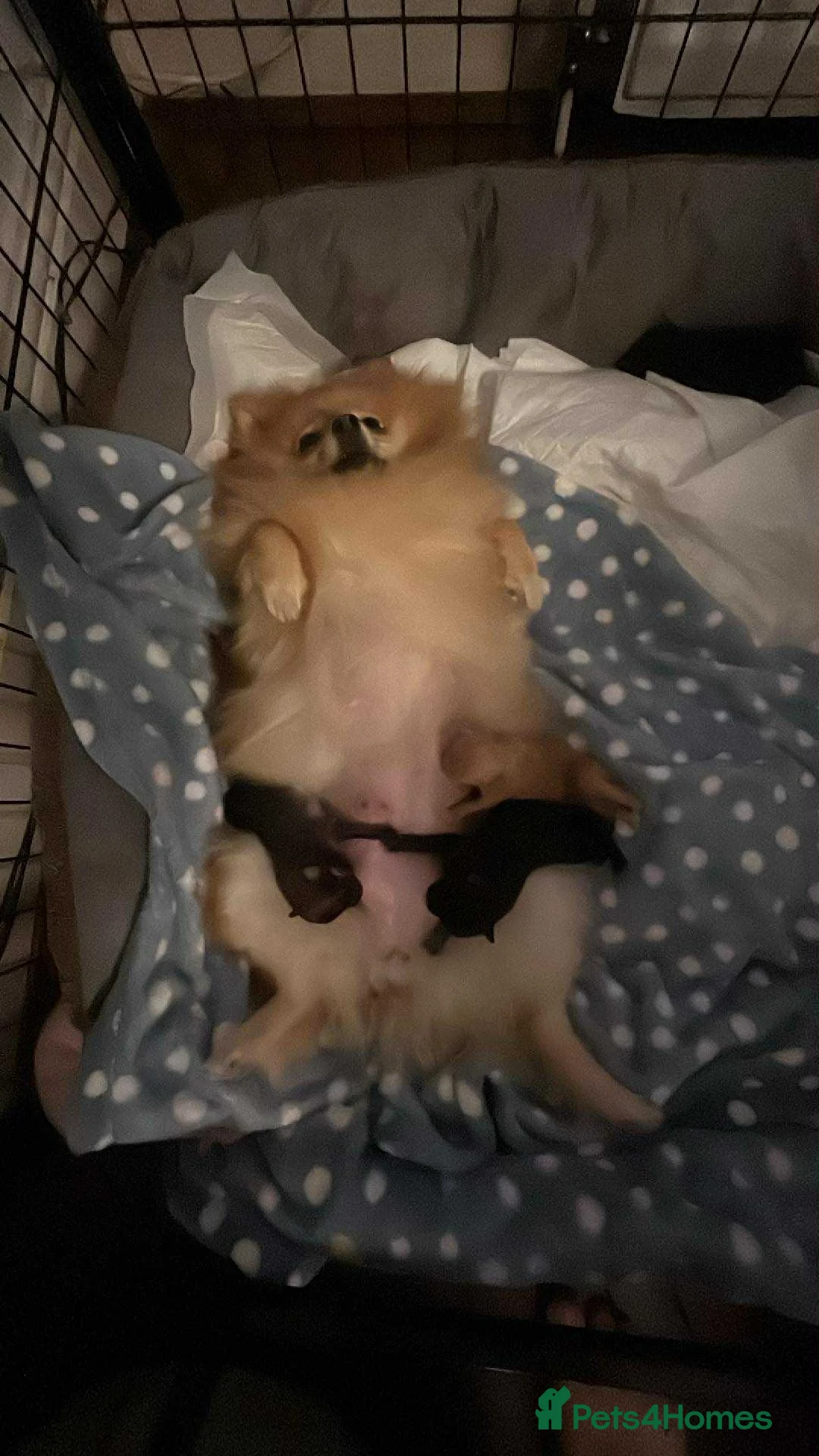 Pomeranian dogs for sale: Beautiful Pomeranian puppies - Advert 2