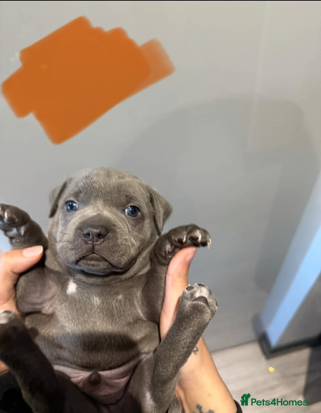 Staffordshire Bull Terrier dogs for sale: Blue Staffordshire bull terrier pups  - Advert 3