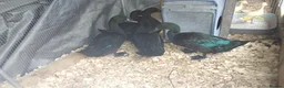 Ducks poultry for sale: 1 pair of cayuga ducks - Advert 2