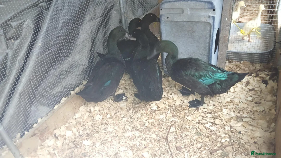 Ducks poultry for sale: 1 pair of cayuga ducks - Advert 2