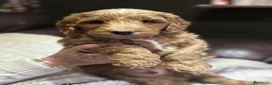 Cockapoo 4