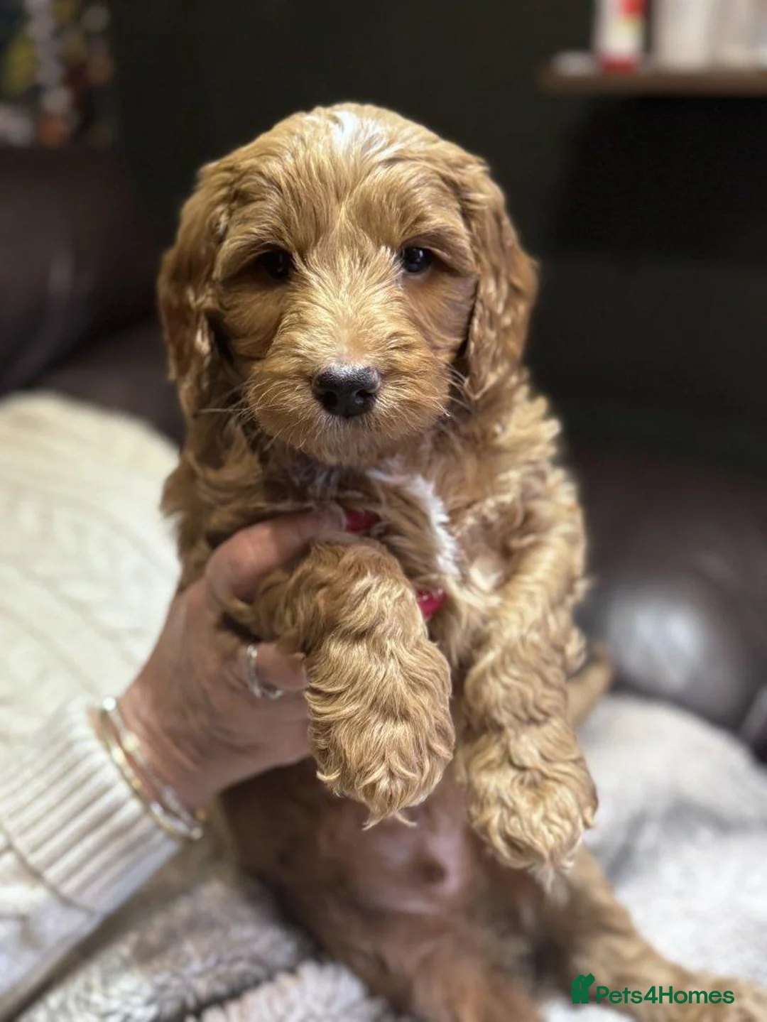 Cockapoo dogs for sale: Beautiful Cockapoo Puppies — 2 Boys, 2 Girls in Hereford - Advert 2