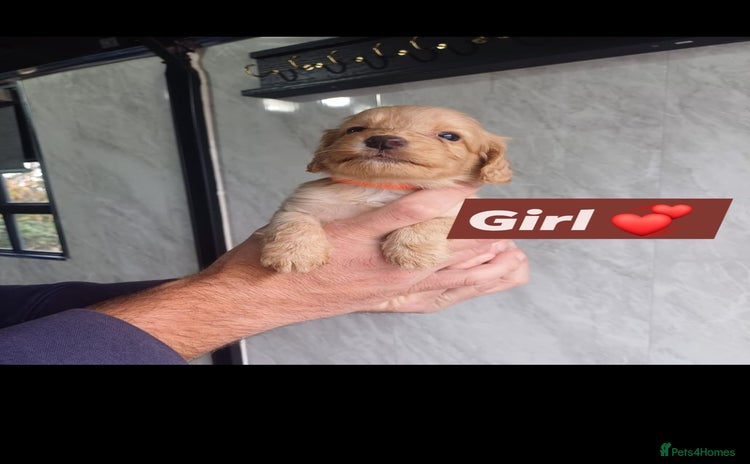 Cockapoo dogs - Advert 1