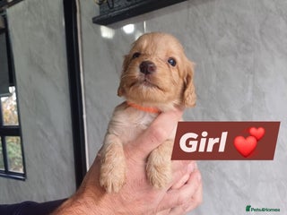 Cockapoo dogs - Advert 11