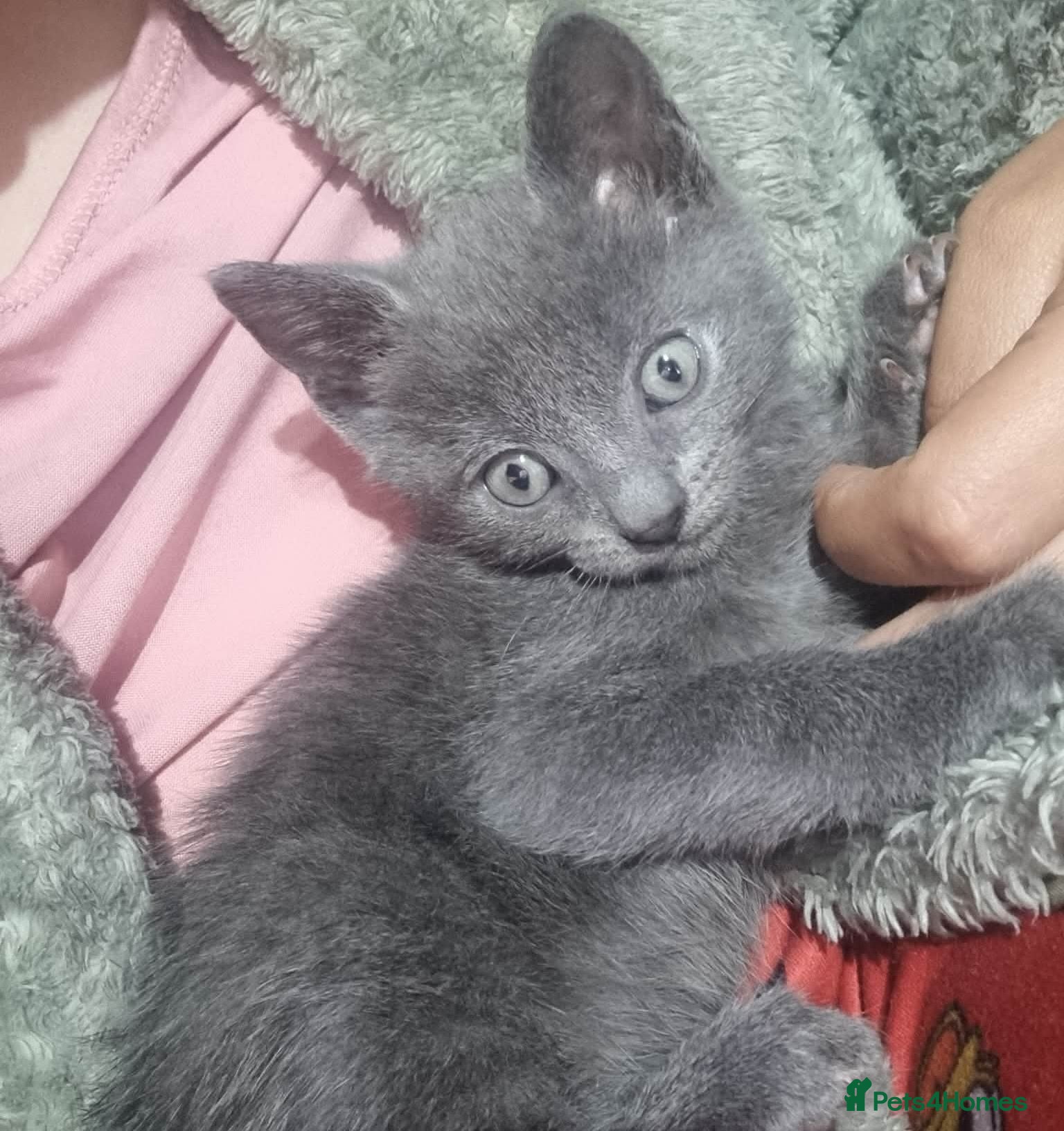 Mixed Breed cats British short-hair x British blue  - Advert 11