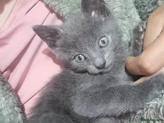 Mixed Breed cats British short-hair x British blue - Advert 2
