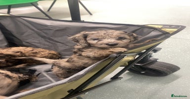 Cockapoo dogs 8 beautiful F1 cockerpoos. 6 weeks old - Advert 16