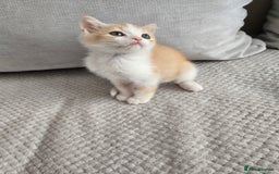 Scottish Fold cats for sale: Scottish Straight purebred kittens  - Image 15