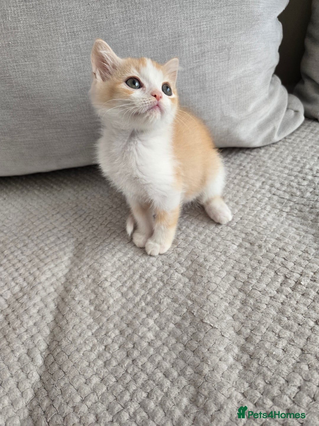 Scottish Fold cats for sale: Scottish Straight purebred kittens  - Image 15