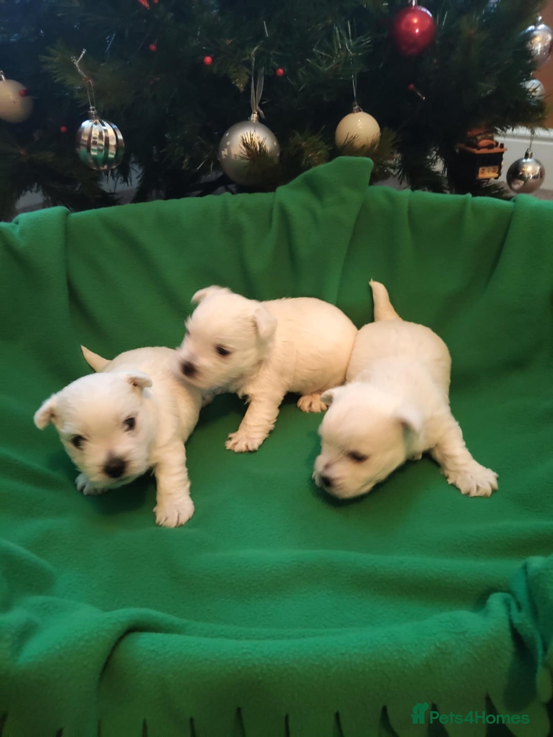 West Highland Terrier dogs for sale: West Highland Terrier Puppies - Advert 3
