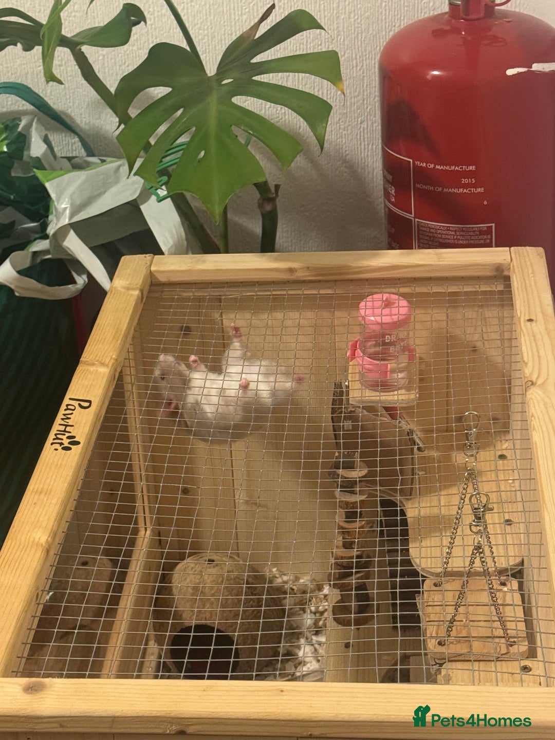 Hamster rodents for sale: Hamster and cage   - Advert 2