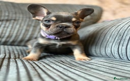 French Bulldog dogs for sale: French bulldog puppie - Advert 5