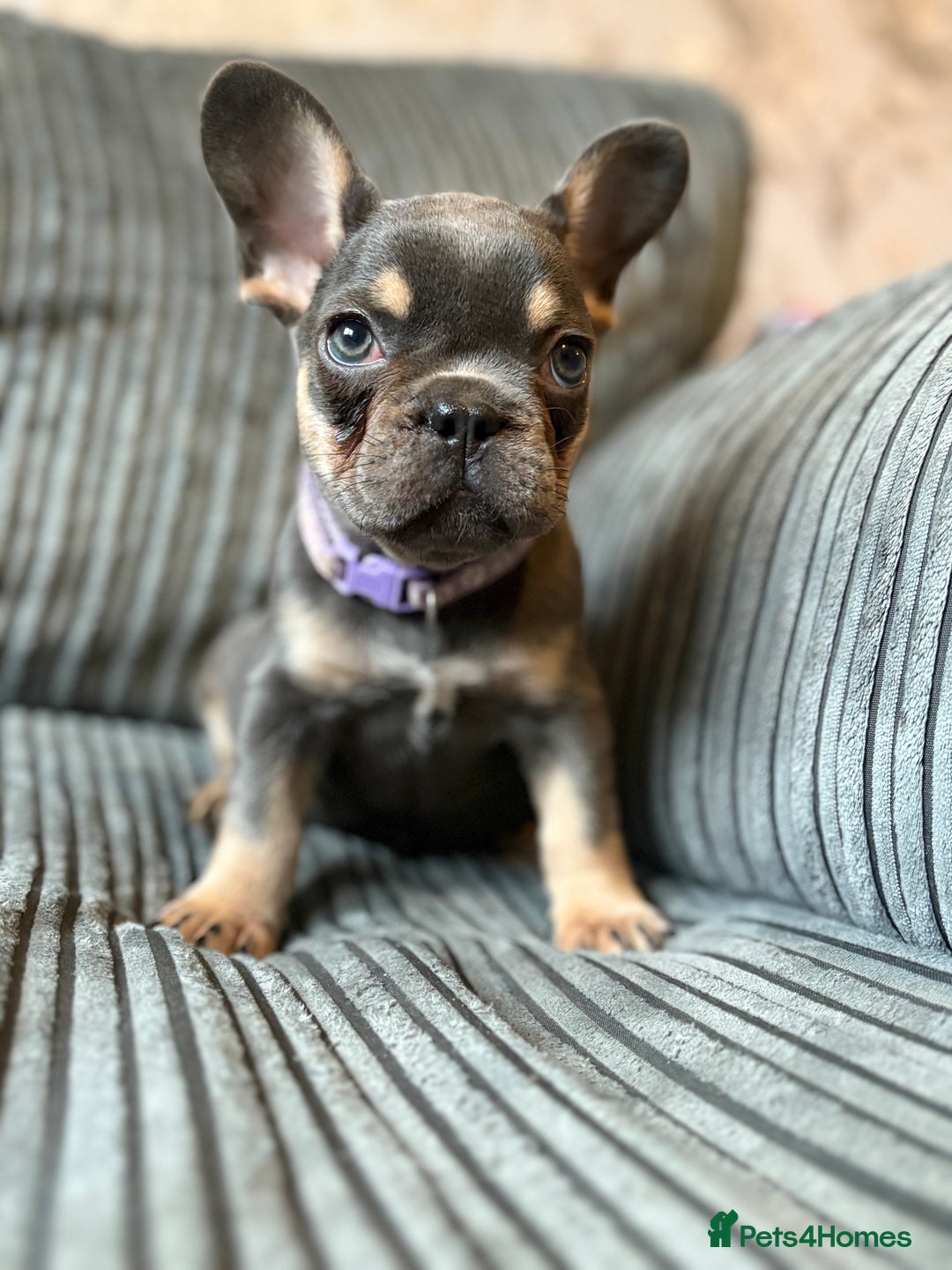 French Bulldog dogs for sale: French bulldog puppie - Advert 5
