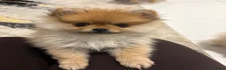 Pomeranian dogs for sale: Miniature Pomeranian  in Basildon - Advert 8