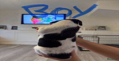 Jack Russell dogs - Advert 2