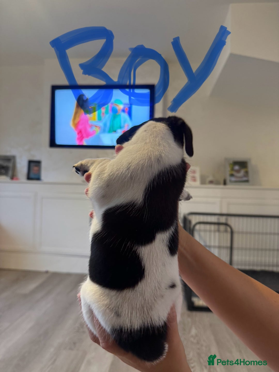 Jack Russell dogs for sale: Tri colour Jack Russell pups  - Image 3