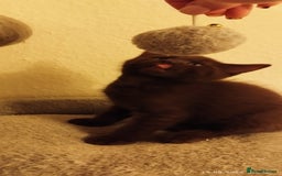 British Shorthair cats for sale: Rare Chocolate & Black Kittens – Ready Now 🐾 - Image 20
