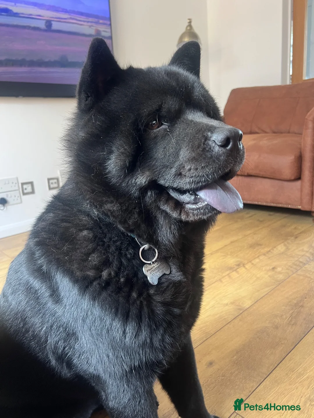 Chow Chow dogs for stud: Steve the stud - Advert 2