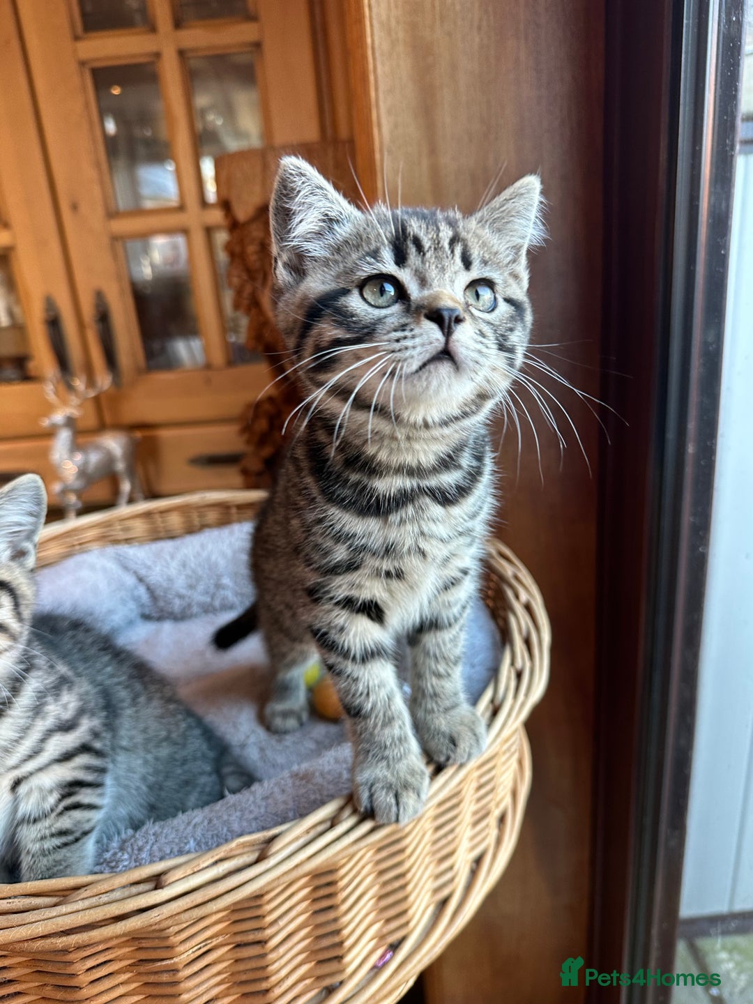 British Shorthair cats for sale: British Shorthair Chocolate Spotted Kittens - Advert 21