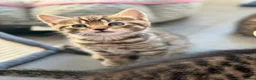 Bengal cats for sale: Beautiful kittens 🐈‍⬛  - Advert 22
