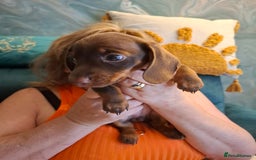 Miniature Dachshund dogs for sale: 3 Little Magical Miniature Dachshunds for Sale - Image 4