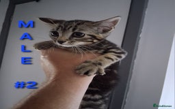 Mixed Breed cats for sale: 10 week old kittens available  - Image 4