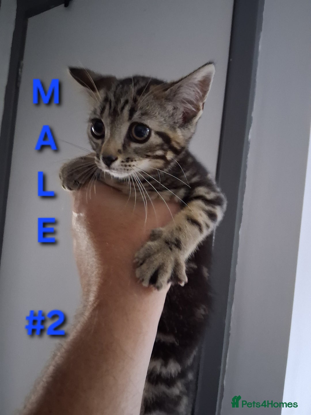 Mixed Breed cats for sale: 10 week old kittens available  - Image 4