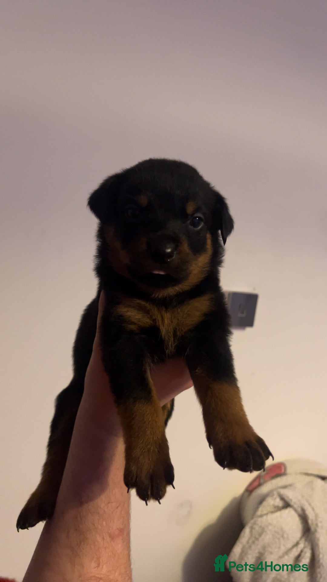 Rottweiler dogs for sale: ⭐ LAST THREE ROTTWEILER PUPPIES LEFT ⭐  - Advert 7